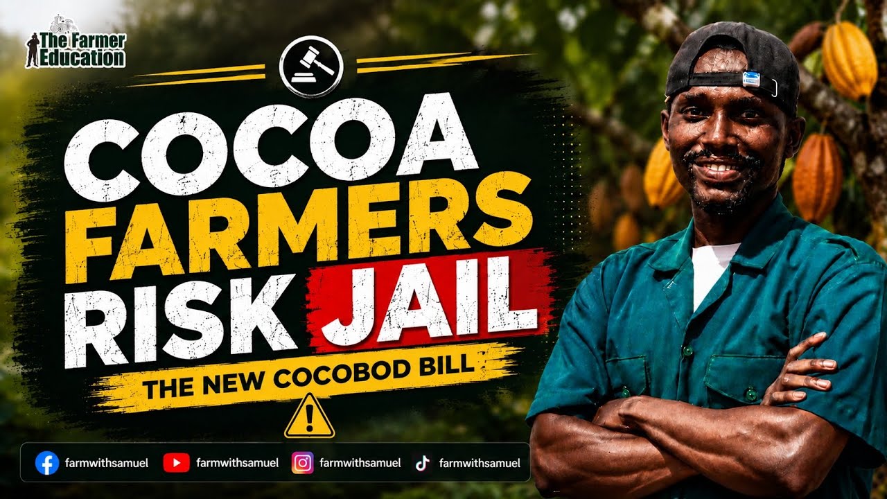 New COCOBOD Bill: Cocoa Farmers Risk Prosecution for Repurposing Farms
