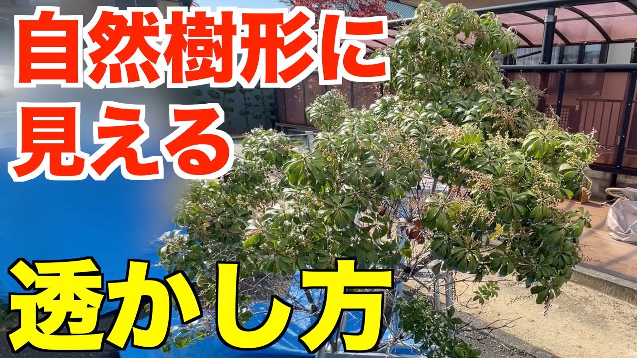 切ってないように見える透かし剪定をお教えします。【庭師　pruning アセビ　10月】