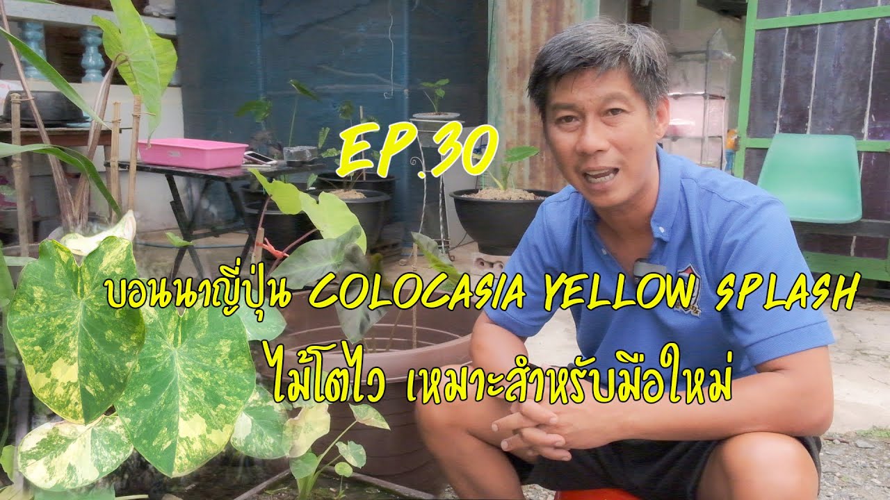 บอนนาญี่ปุ่น ปลูกง่าย คืนทุนไว เหมาะสำหรับมือใหม่ Yellow Splash