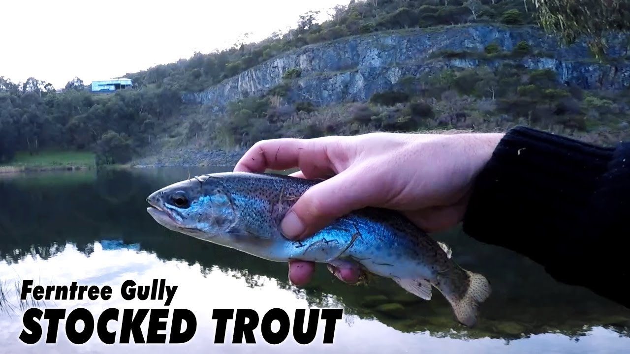 Fishing Ferntree Gully Quarry Reserve | How to catch Stocked Trout
