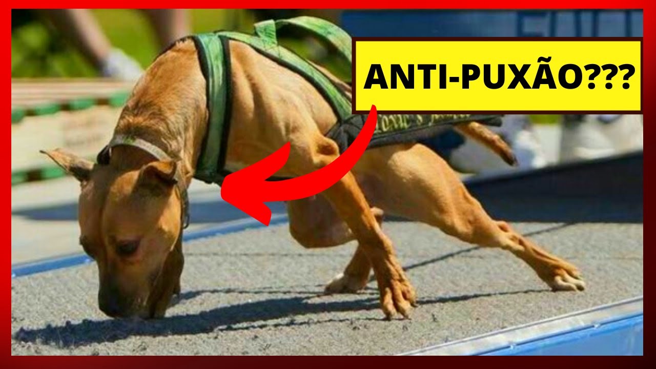 Peitoral Anti-puxão funciona mesmo??? [ como fazer o cachorro para de puxar]