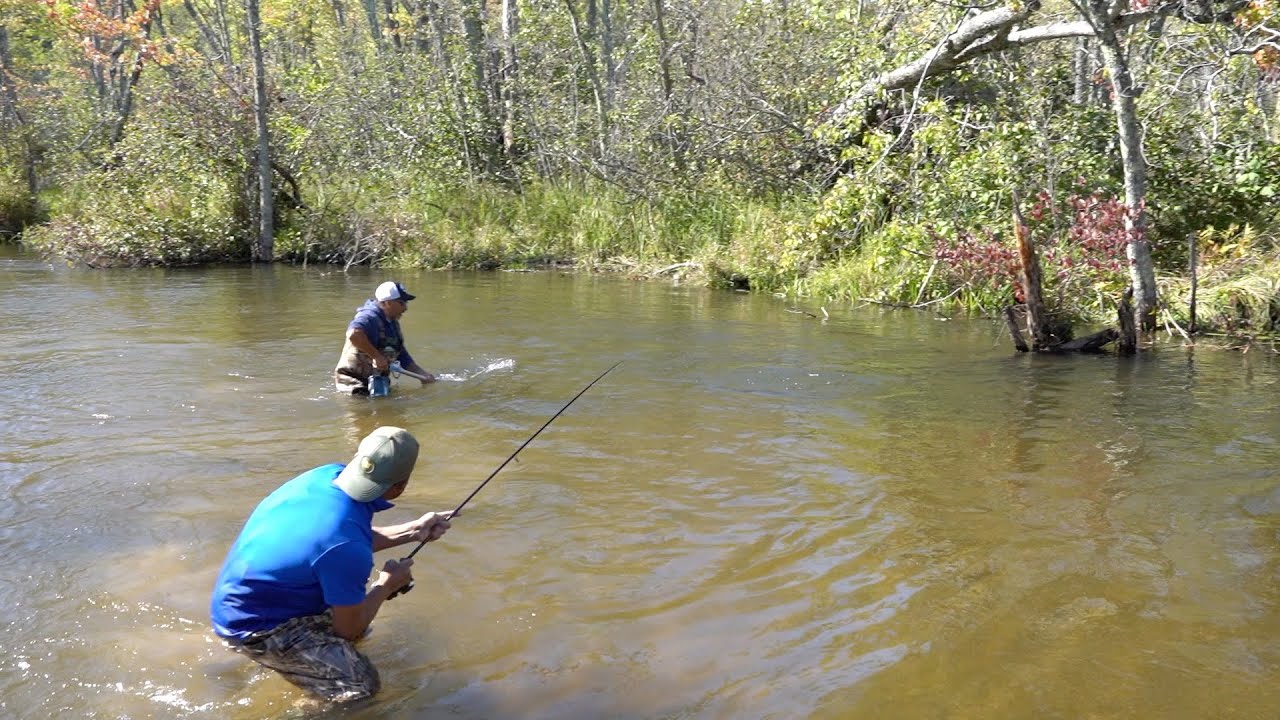 Pesca De Salmón 2021 MICHIGAN