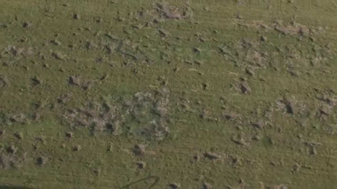 Hog Crop Damage in Texas shot from above