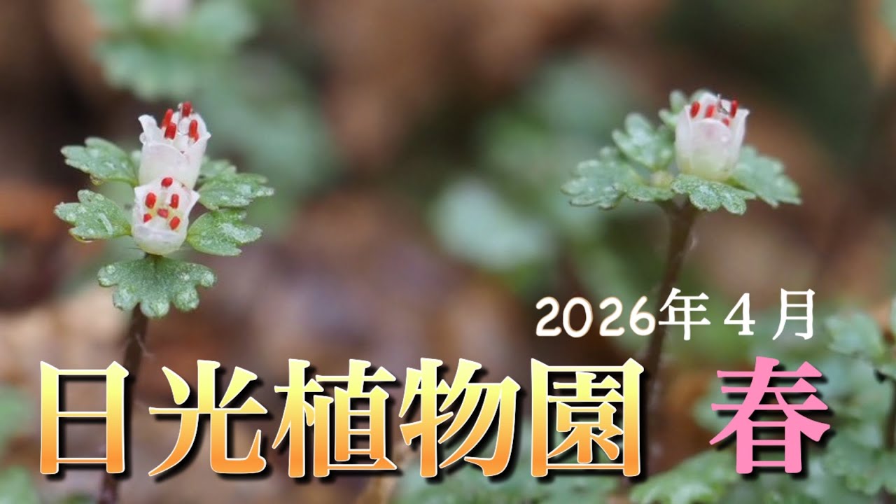 【日光植物園】 2026年度開園　花活に行きましょう！好きなお花を探してください
