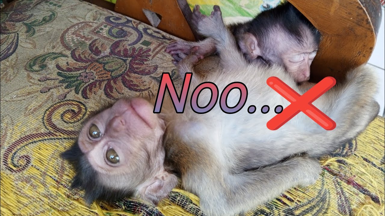 Sucking Milk.I was hanging out with Dad,until I was sleepy,Bino made the mistake of sucking milk