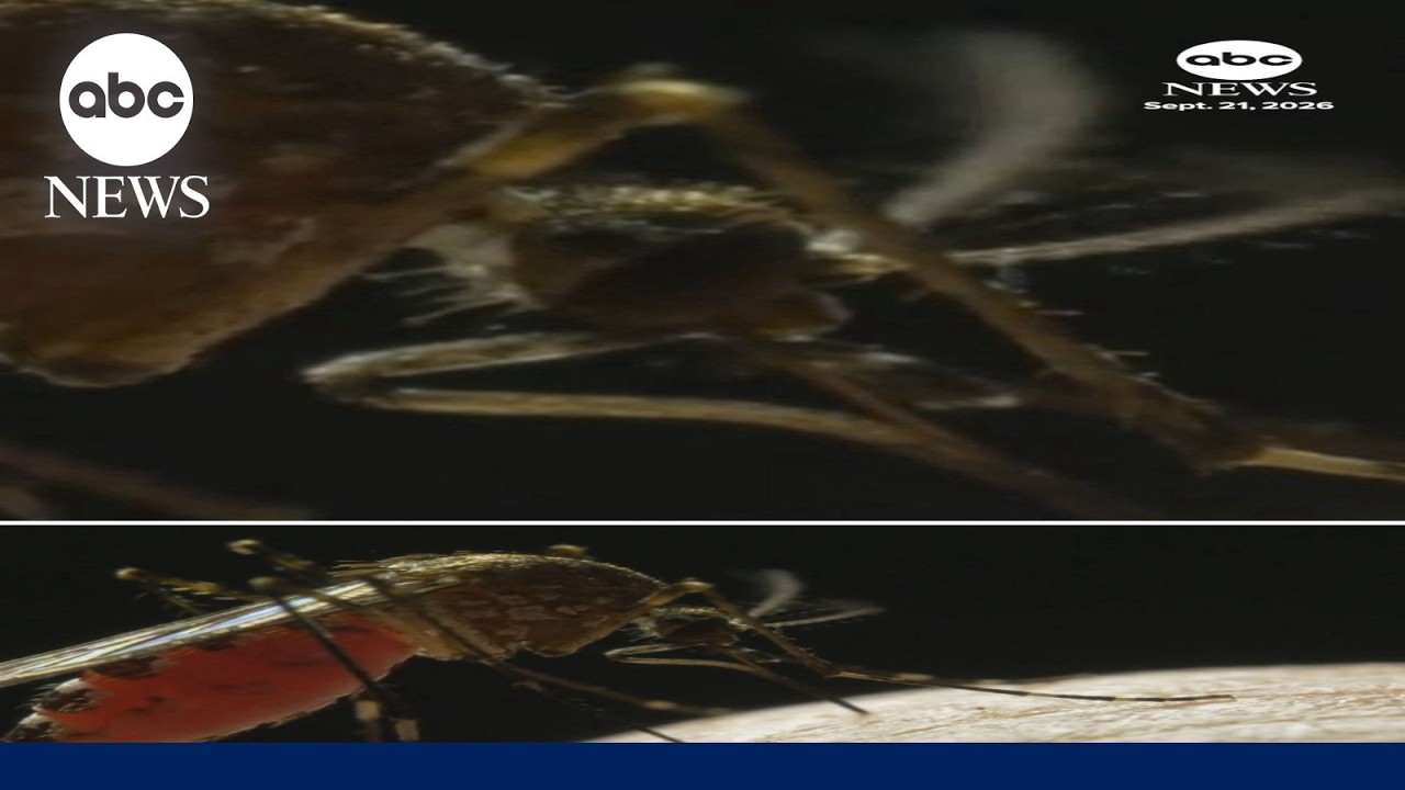 Florida confirms first death from dengue fever