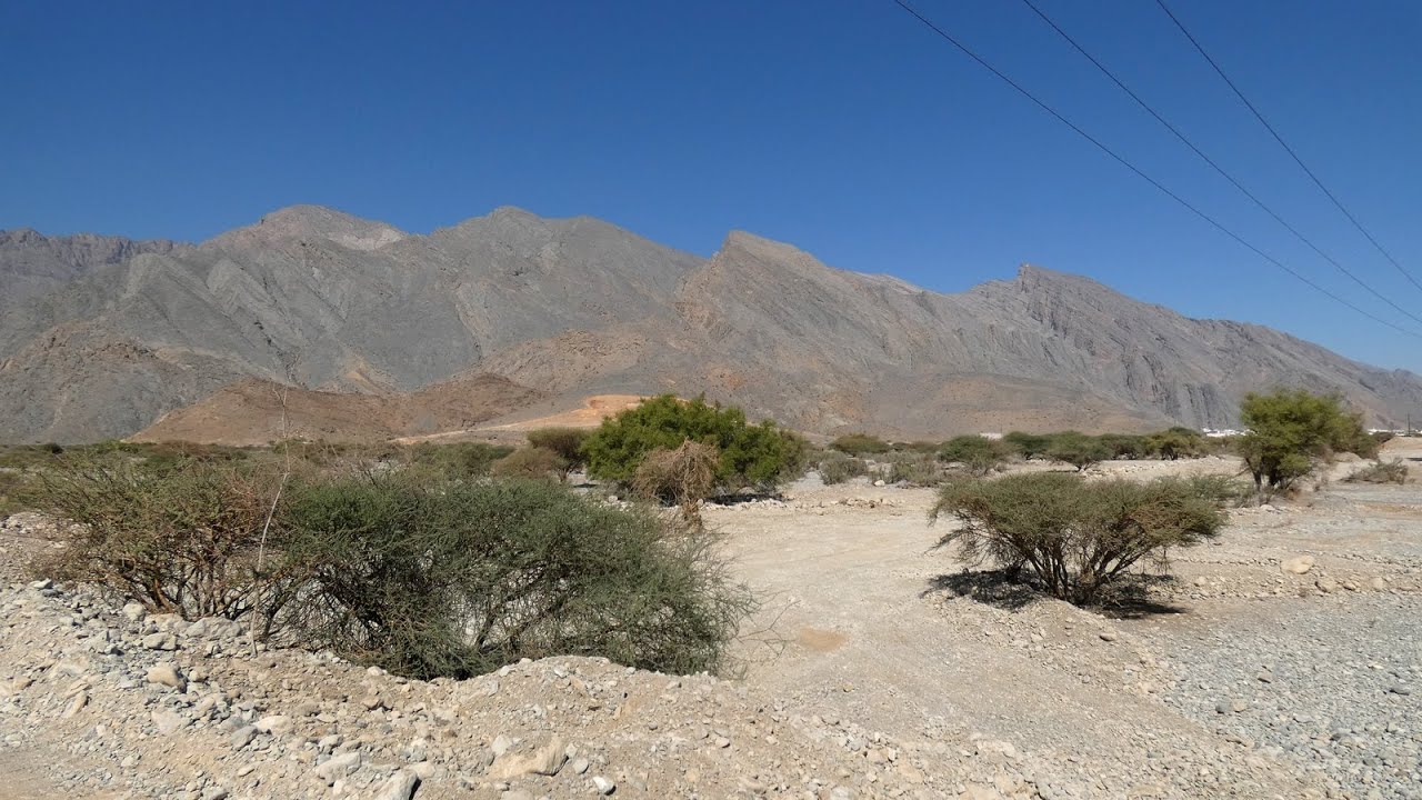 Birding Oman : Mascate et montagnes du Hajjar