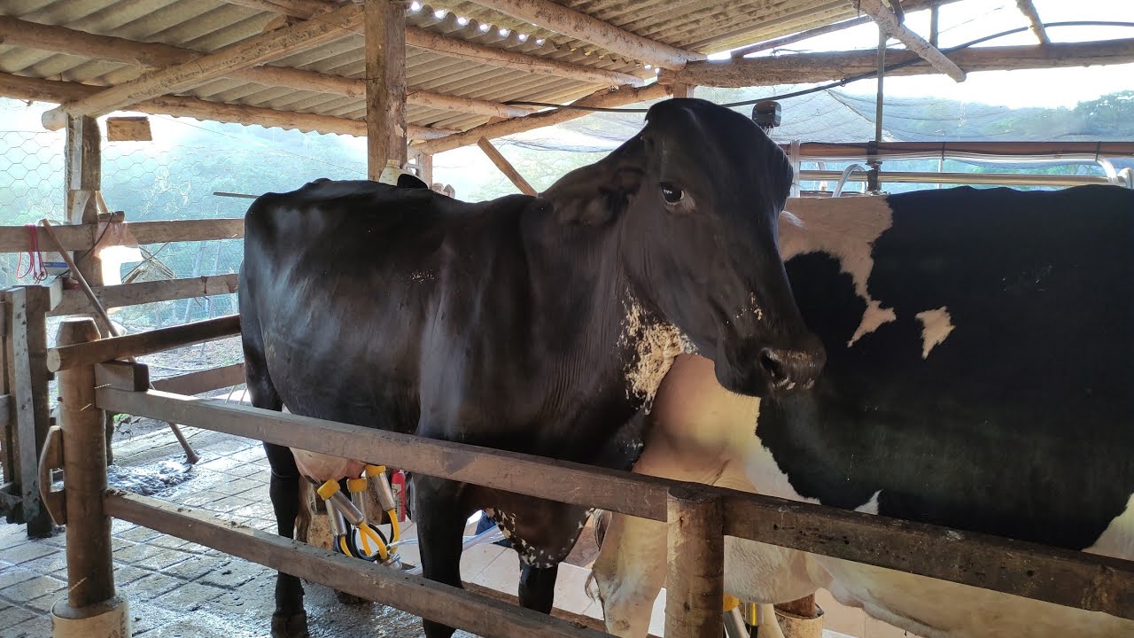 Vaca Meio Sangue No compost Qual o Resultado+ Chuva Forte aqui em MG # pecuária leiteira🐄🙏