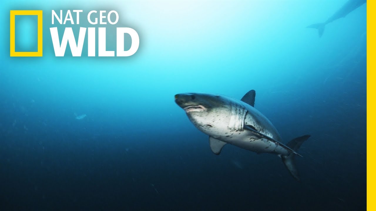 Alaska’s Deadly Sharks | Alaska's Deadliest