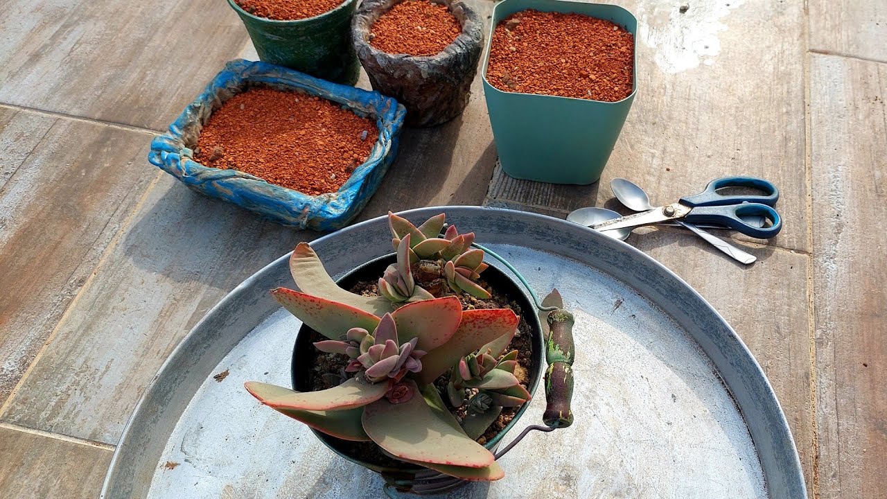 Crassula Falcata Saksı Değişimi, Yavru Ayırma