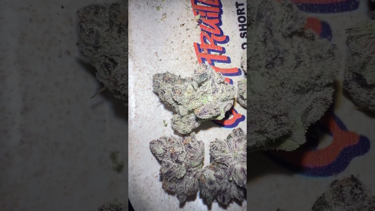 Blue Lobster Strain From Main Trees : Strainafterstrain