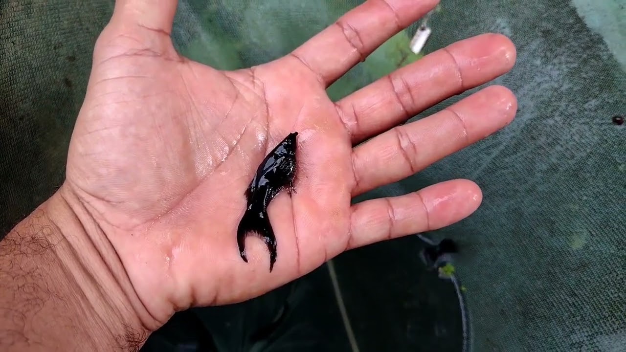 Peixe Molinesia 🐟 / Diferença entre Macho e Fêmea / Tipo de Reprodução 💪🏼😃