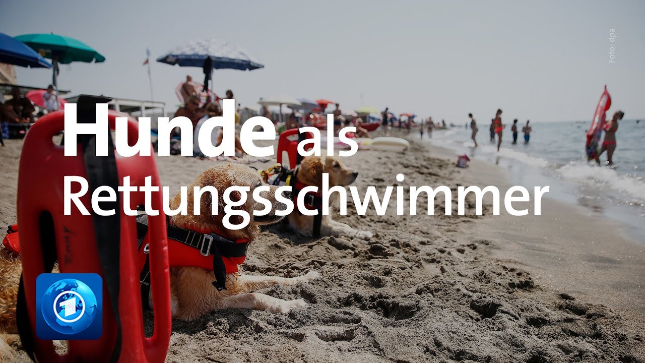 Einzigartige Ausbildung: Rettungshunde in Italien