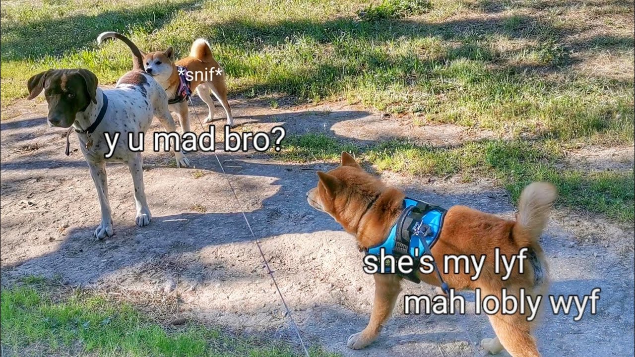 Suki made another fren & Shiro ...well Shiro...