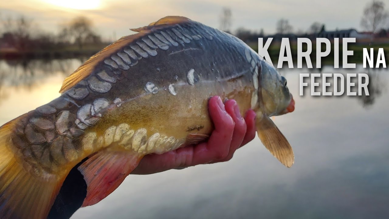 КАРП для КЛАССИКИ с PZW /Белжицким водохранилищем