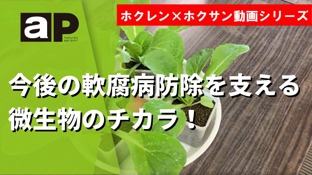 【技術普及課】ホクホクちゃんねる「今後の軟腐病防除を支える微生物のチカラ！」