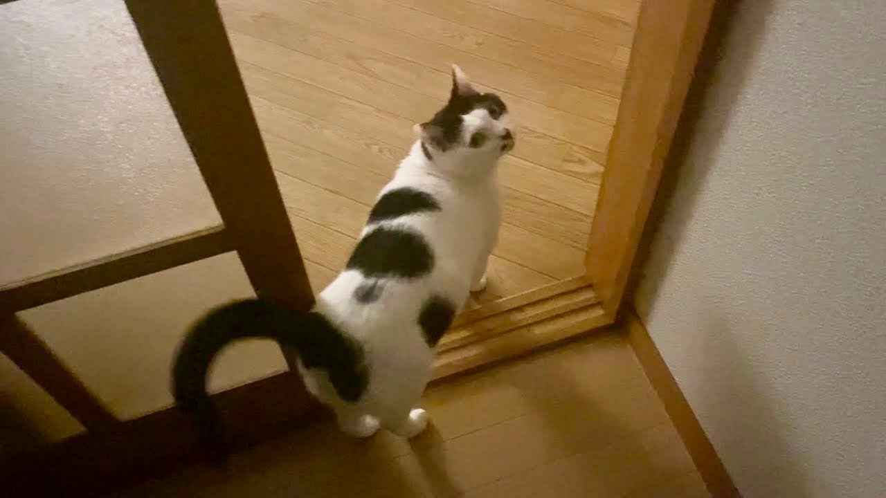 まだちょっと怖い夜の新居の探検をがんばる7歳猫。