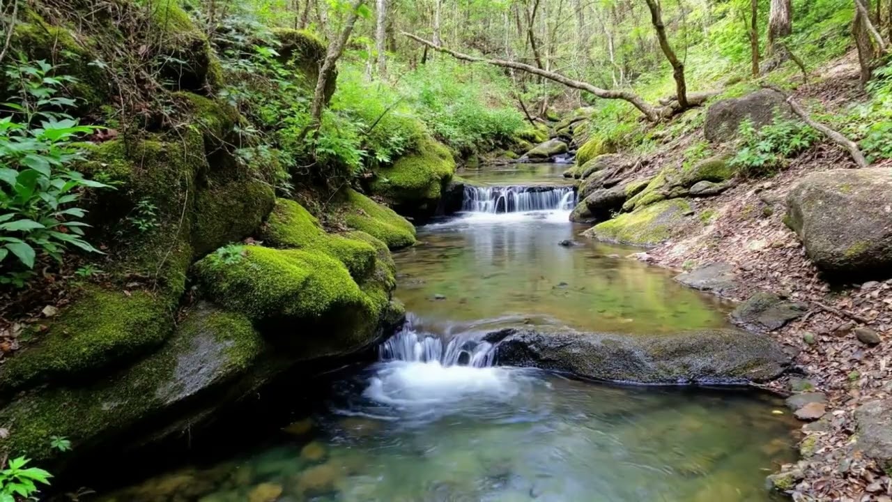 Natural Creek and Waterfall Sounds in a Green Forest | No Music