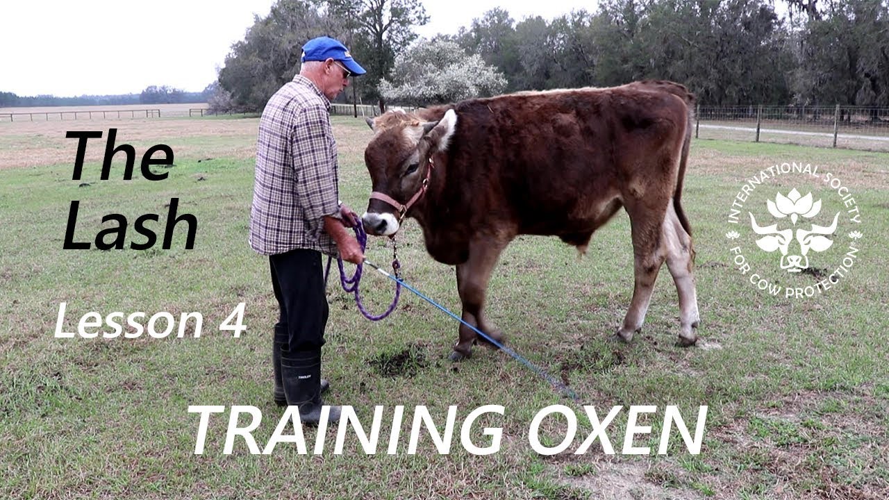 Training Oxen by Voice Commands Lesson 4 The Lash