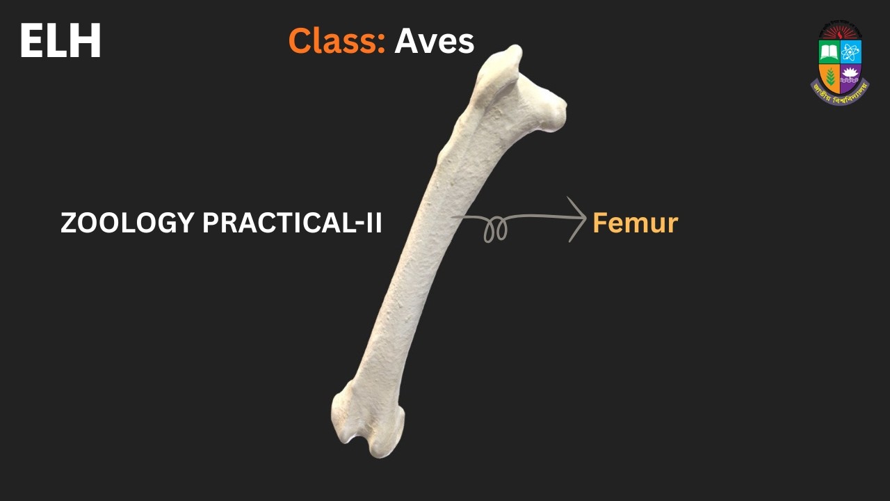 Aves Femur Bone Practical | Zoology Practical-II Demo | Elite Learn Hub | NU
