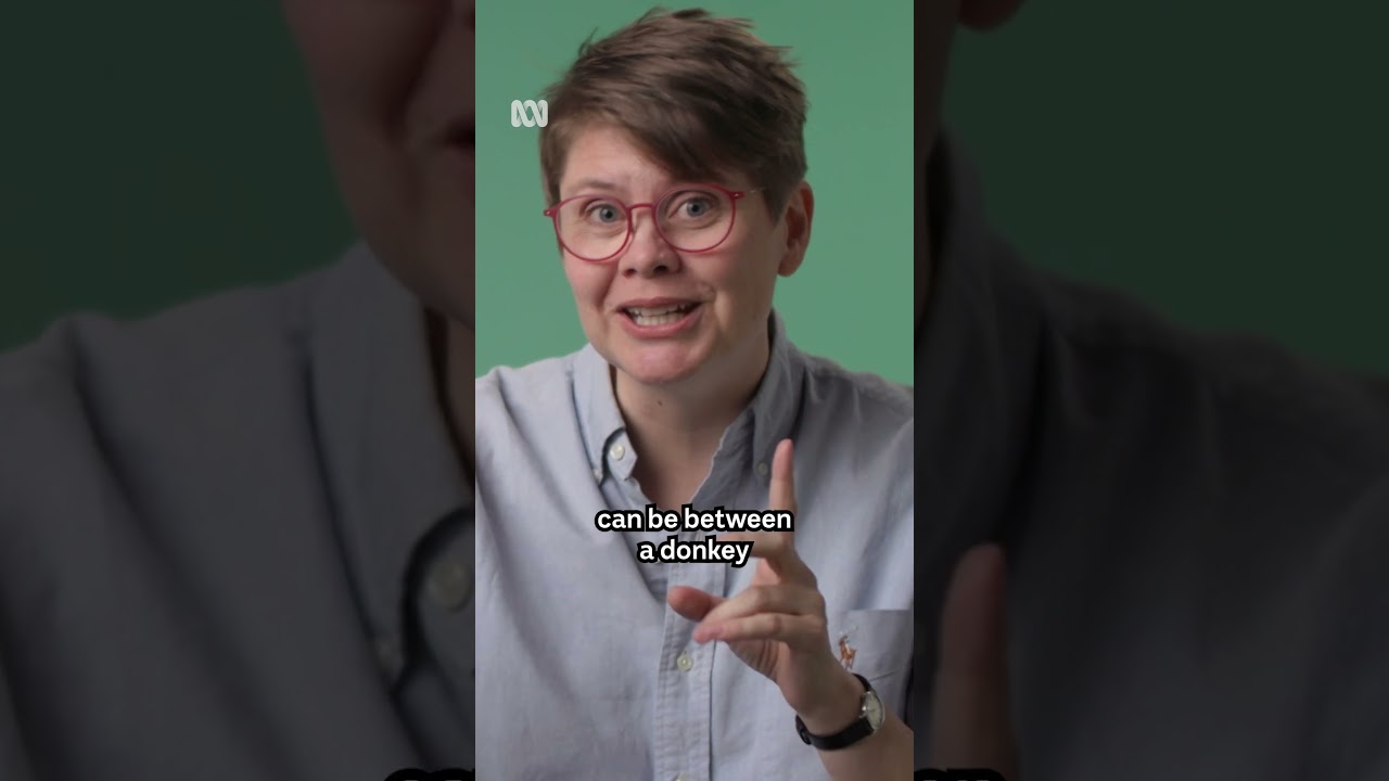 Donkeys - dumb or smart asses? #AnnJones #Donkeys #ABCScience #Shorts