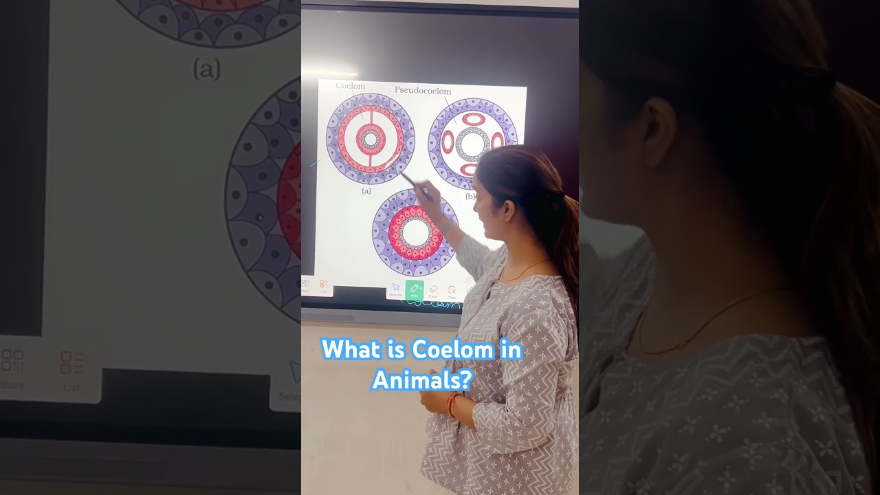 Coelomates || Acoelomates || Pseudocoelomates #kcbiozone #soniakaushikbiology #neetbiolgy #ncert