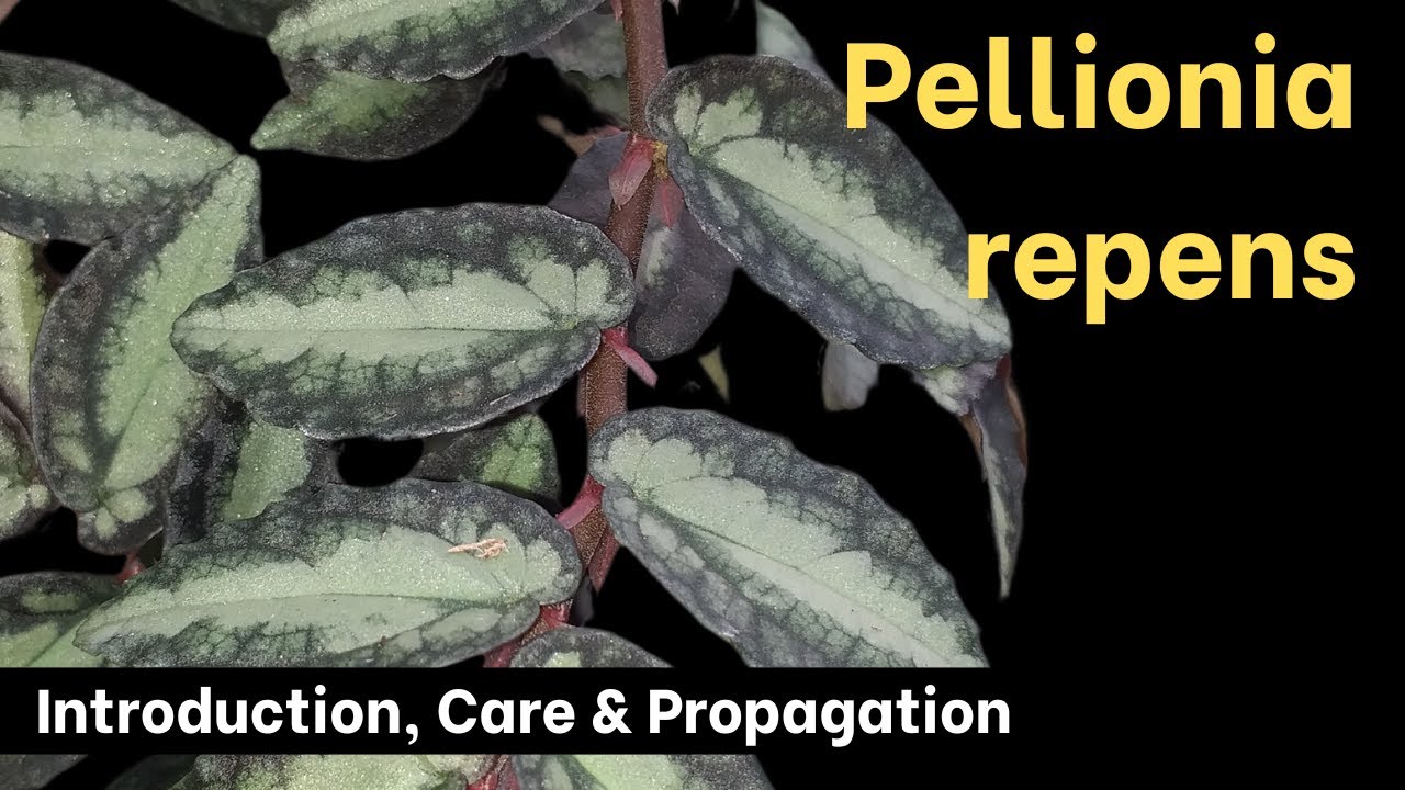 How to Grow and Propagate Pellionia repens (Procris / Elatostema repens)