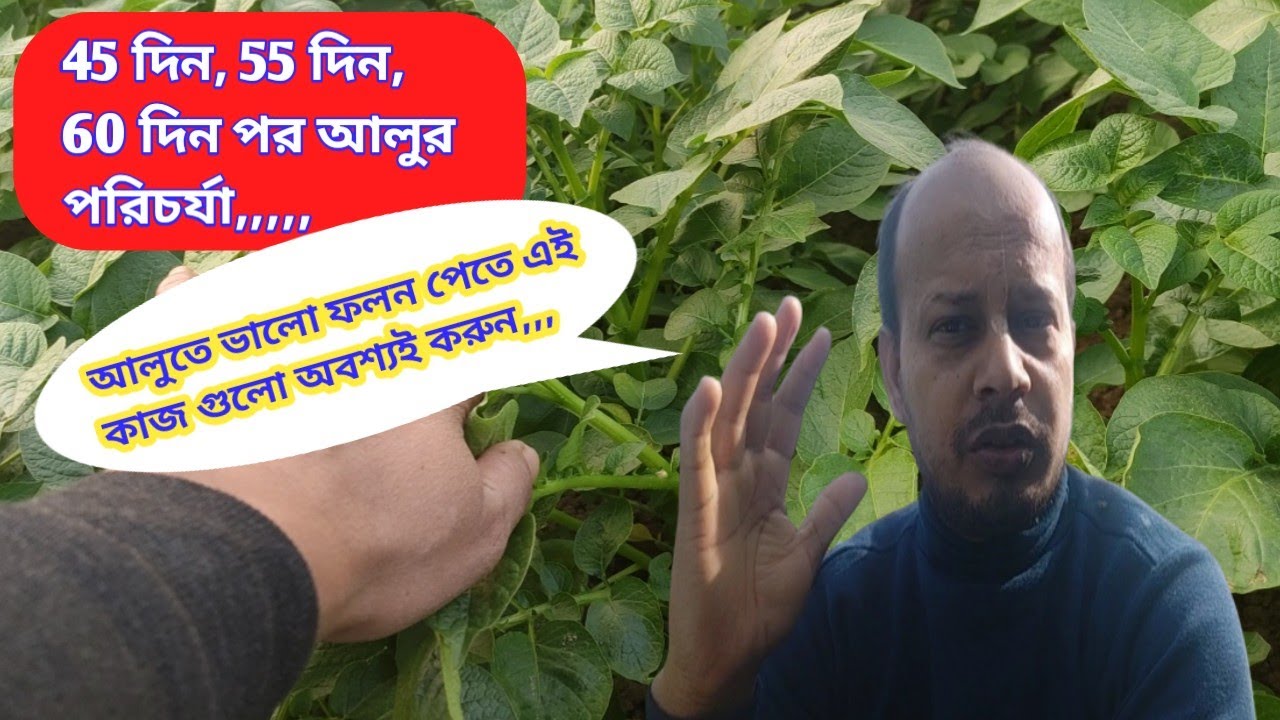 আলুর ফাইনাল পরিচর্যা 2023 || ফলন বাড়াতেই হবে,,,,