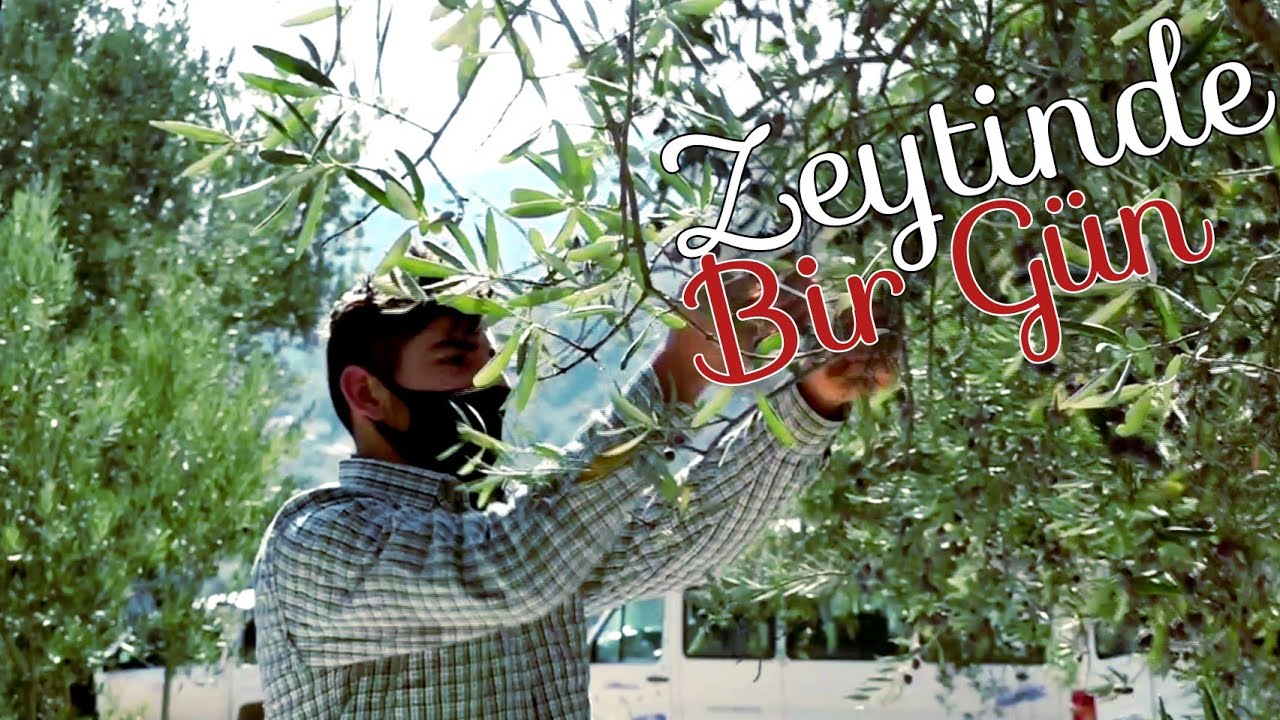 Zeytinde Bir Gün Geçirmek