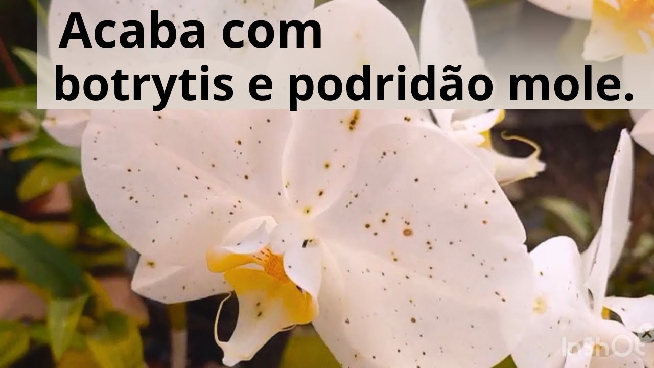 Como eliminar o fungo botrytis e evitar podrid&atilde;o mole nas orqu&iacute;deas?