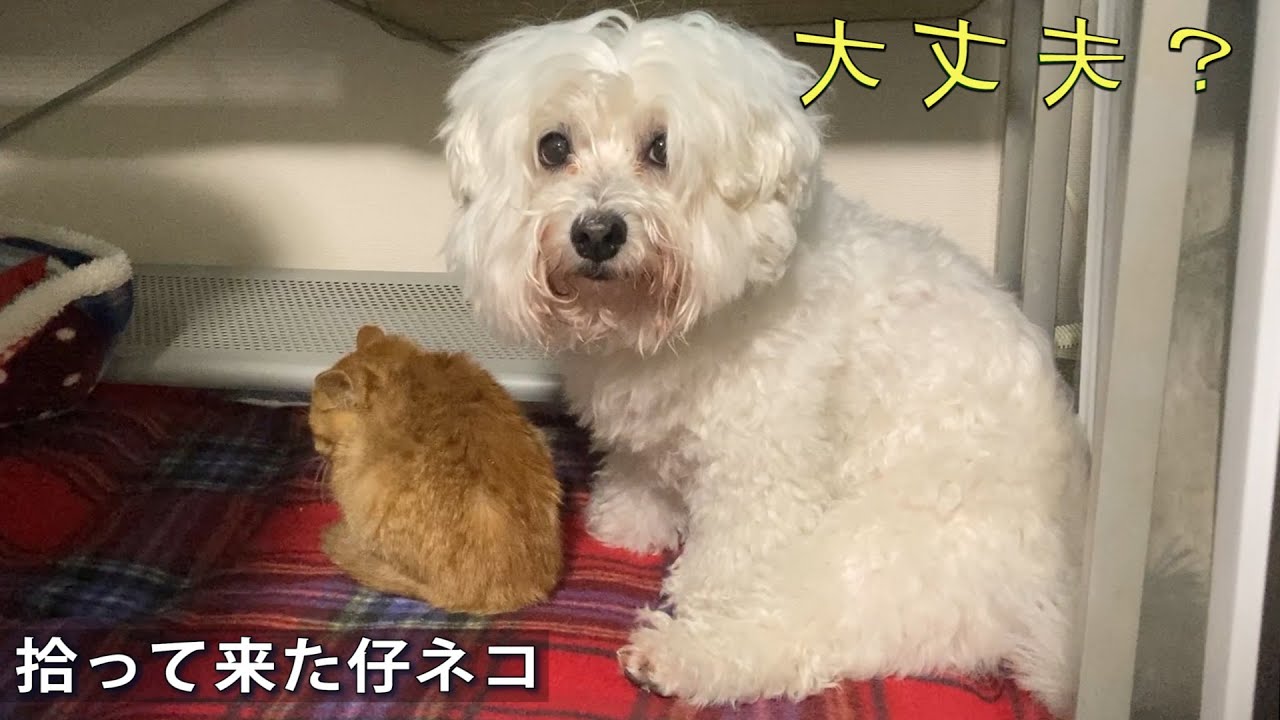 仔ネコの様子が心配なぽんくん