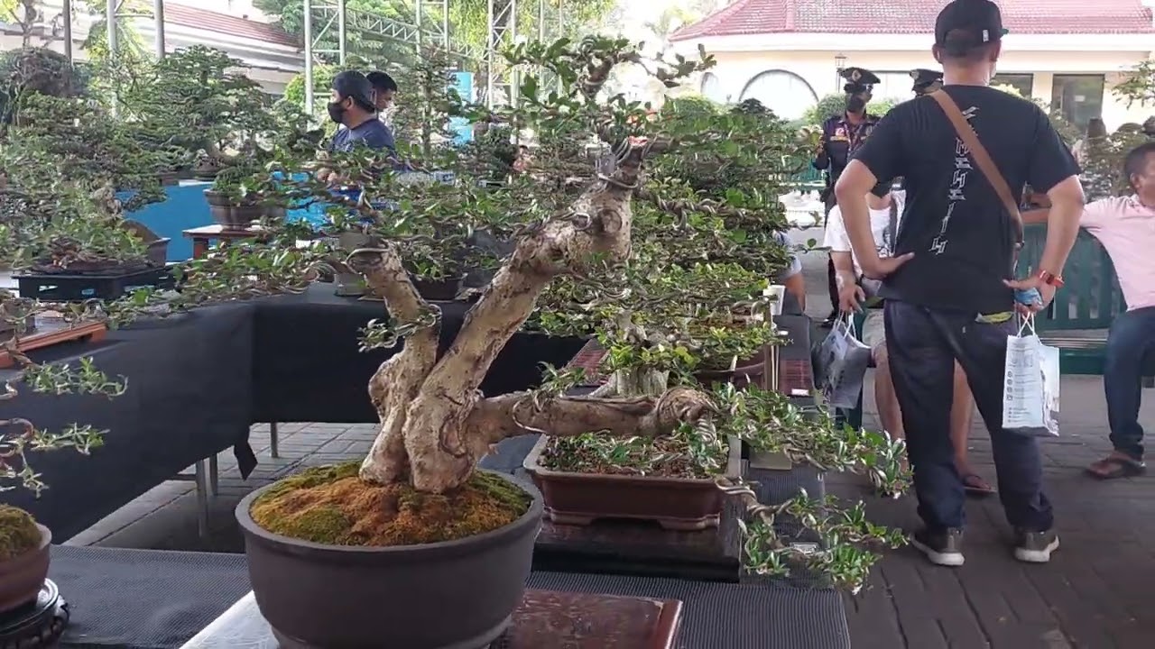 TARLAC BONSAI SOCIETY (TBS) SHOW.. ALL NEW TREES #bonsai