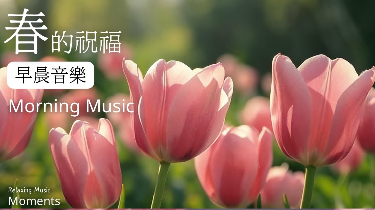 早晨音樂時光|🌤️鬱金香的祝福鋼琴音樂1小時|放鬆.￼專注.讀書.工作｜如花般溫柔綻放的清晨|￼早晨，療癒旋律｜鋼琴音樂￼|#morning music #piano music #￼￼￼￼￼鋼琴音樂