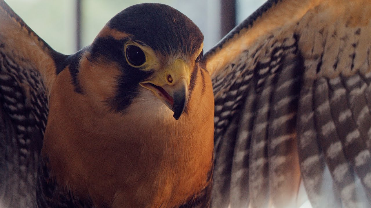 Cabin Music – The Story of Birds (Official Music Video)