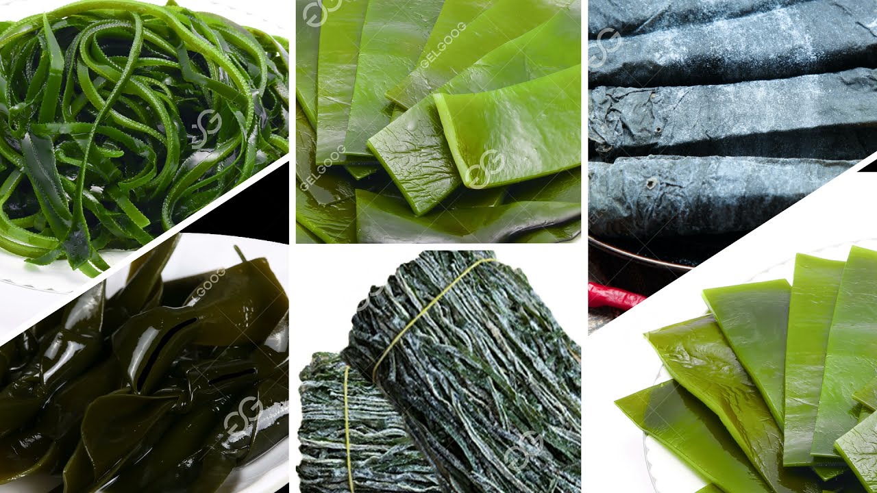 Seaweed Processing Machinery Kelp Processing Steps