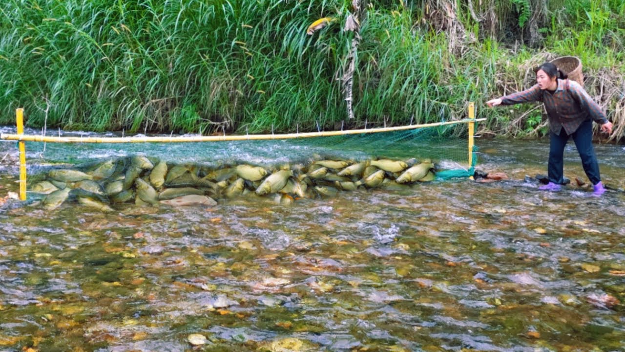 Harvest a school of carp with a giant trap blocking the middle of a large stream - Fish trap skills.
