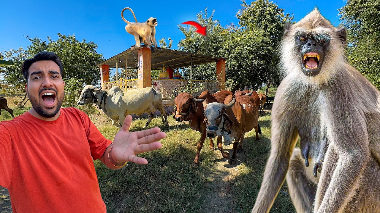 Farm Me Bandar Aa Gaye🐒Saari Gaay bhaag Gayi😱