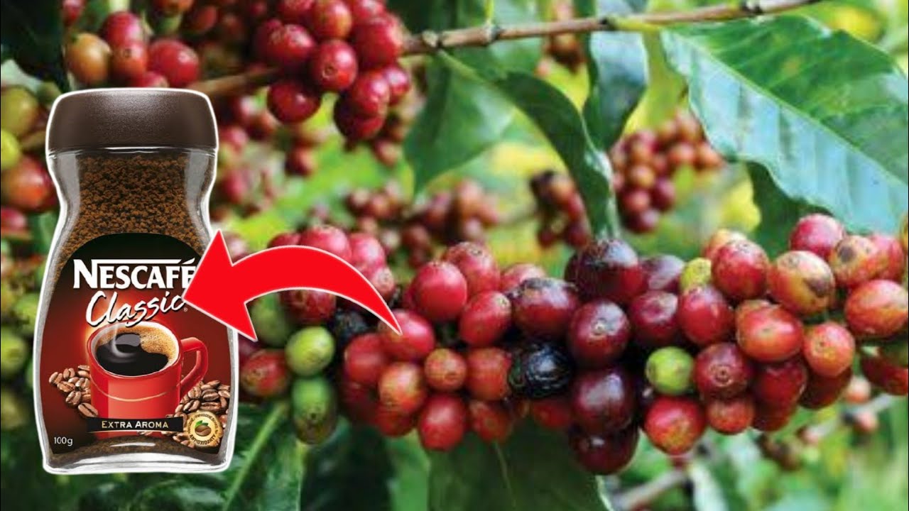 देखिये फैक्ट्री में इस तरह से बनती है  Coffee || how coffee is made || how to make coffee in factory
