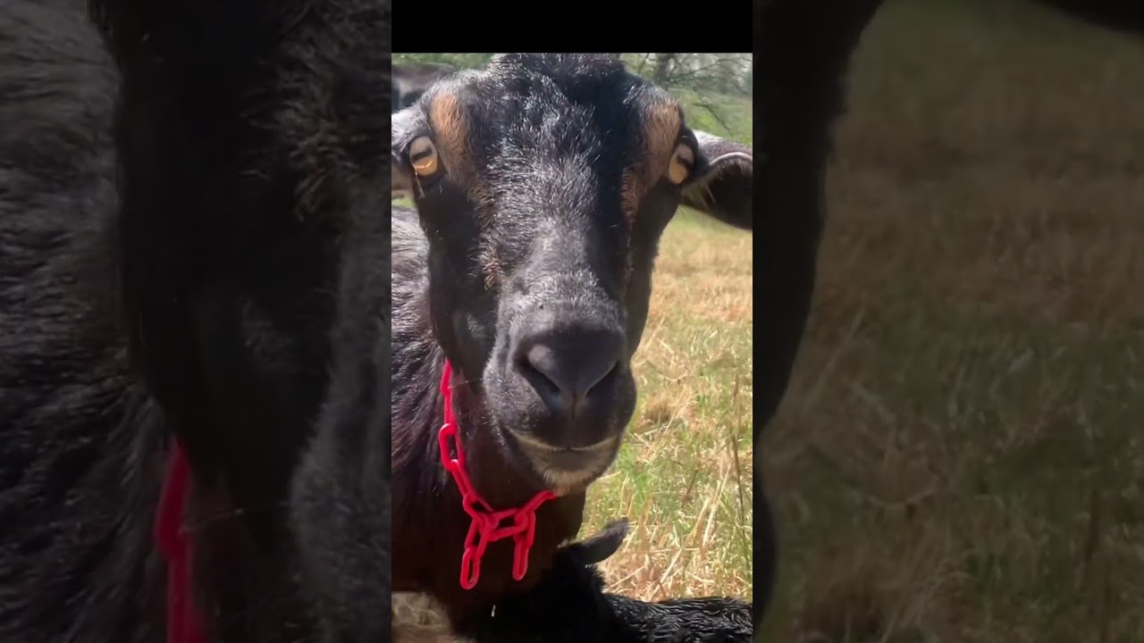Newborn Goat Babies!!!!