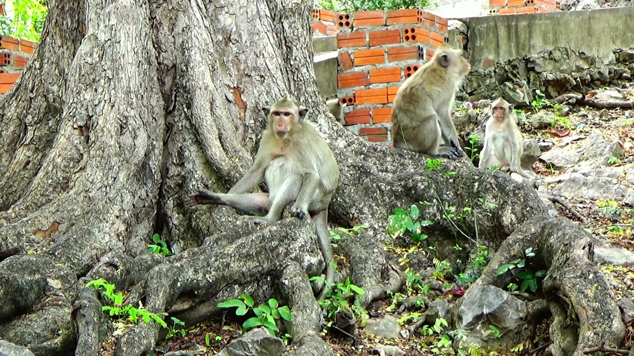 Monkey need food (1)