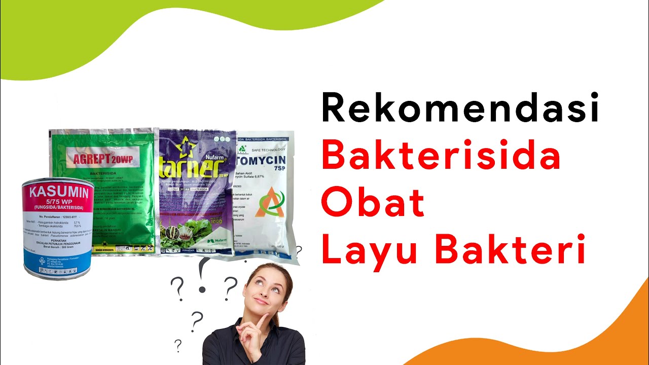 6 Bakterisida Obat Layu Bakteri Cabe Terbaik