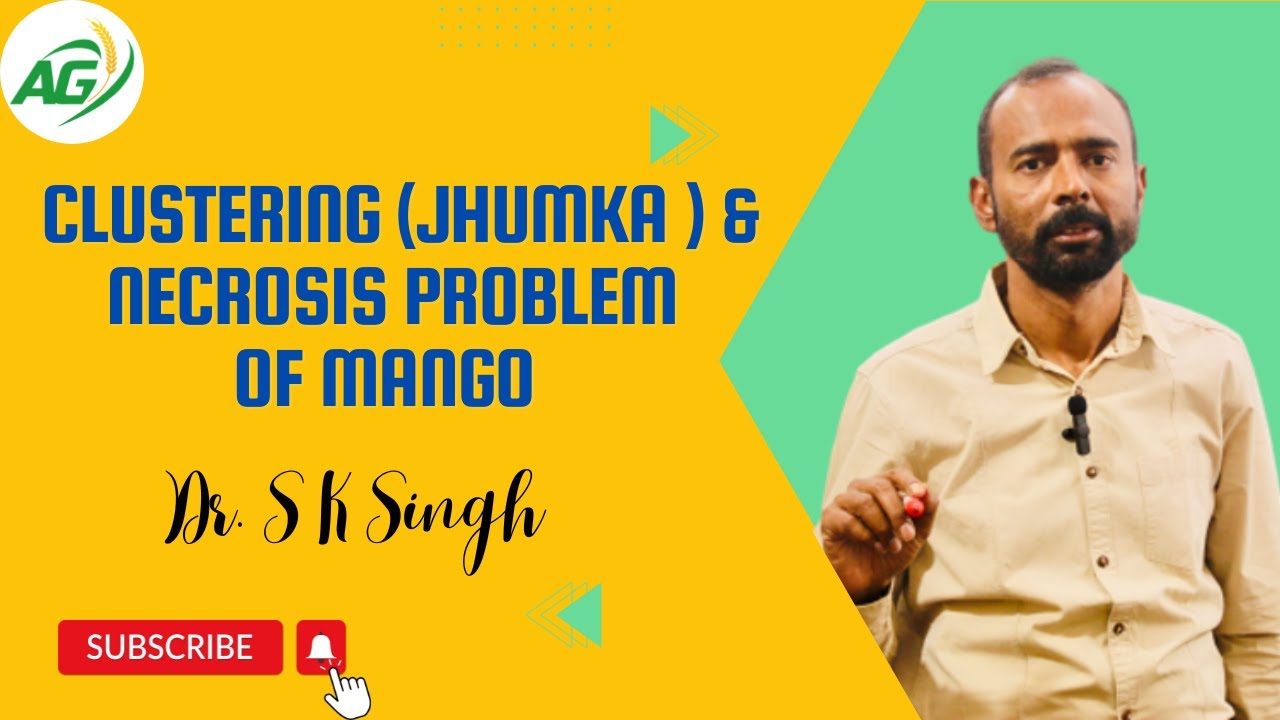 JHUMKA OR CLUSTERING AND INTERNAL NECROSIS PROBLEM OF MANGO