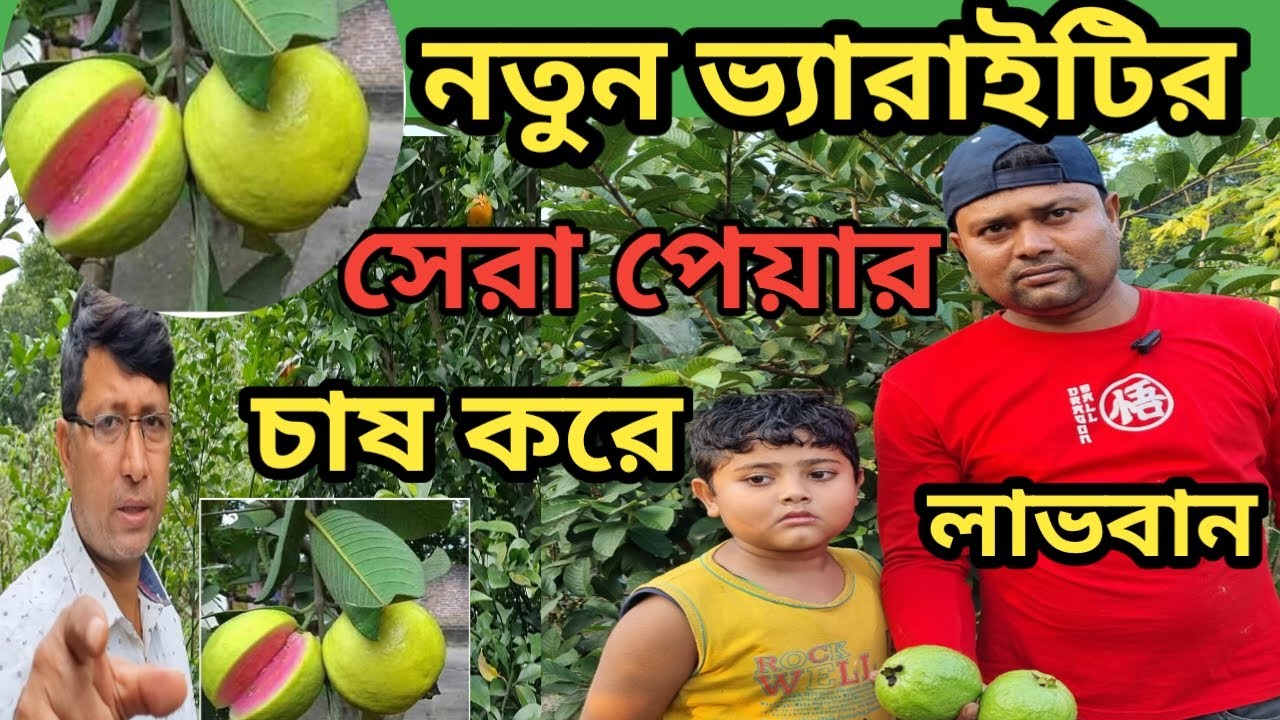 বানিজিক ভাবে  সেরার সেরা Best Guava Variety in West Bengal