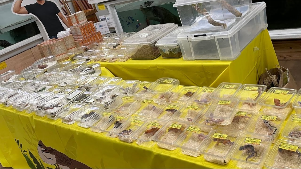 爬虫類館に大量の爬虫類がやってきました