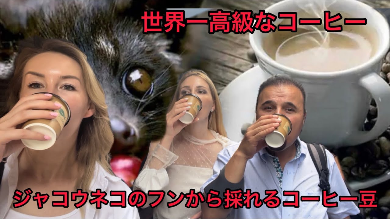 世界一高級なコーヒー/ジャコウネコのフンから採れるコーヒー豆/Kory Moldova とコラボ動画