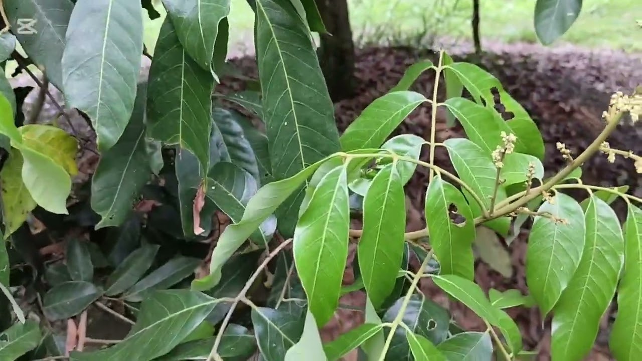 Chia sẻ cách đổ gốc , và kết quả lên bông, vườn nhà đổ gốc ngày 06 - 2 AL