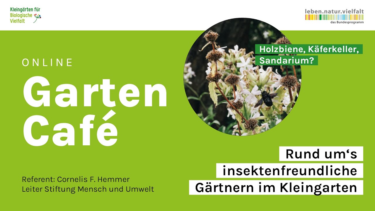 Mitschnitt | Online Gartencafé „Insektenfreundliches Gärtnern im Kleingarten“