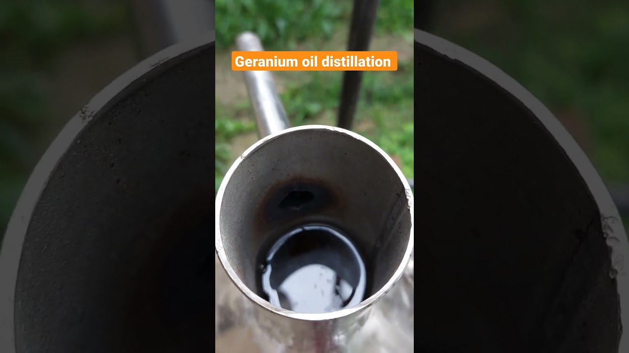 Geranium oil distillation process 