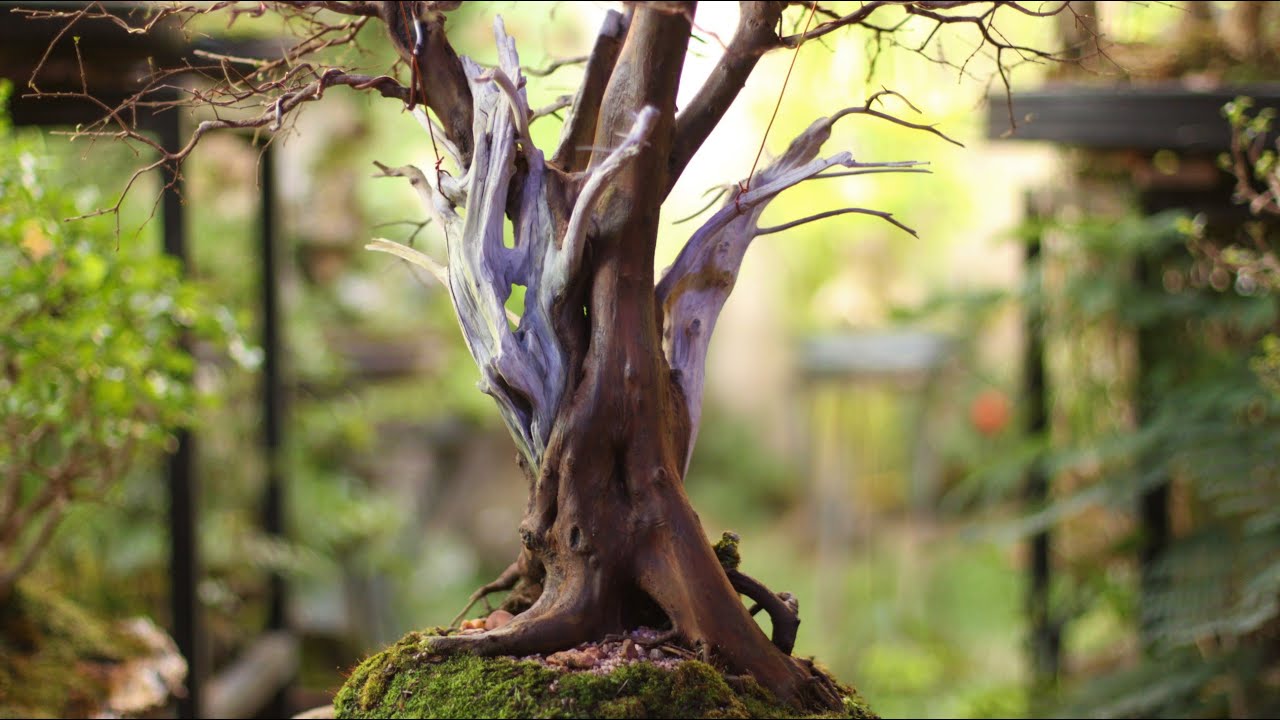 Samantha - Bonsai de Jabuticabeira / troca de vasos (Plinia cauliflora) vídeo 10