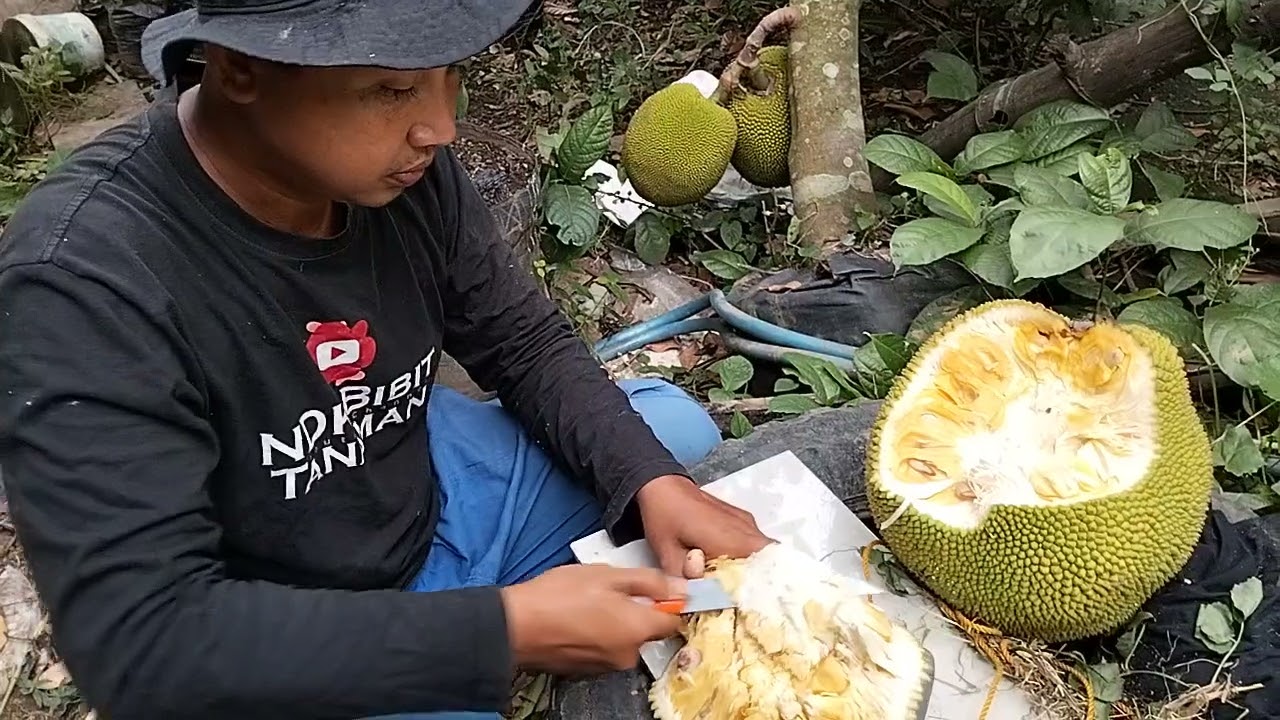 NANGKA KUNIR, NANGKA GENJAH CEPAT BERBUAH